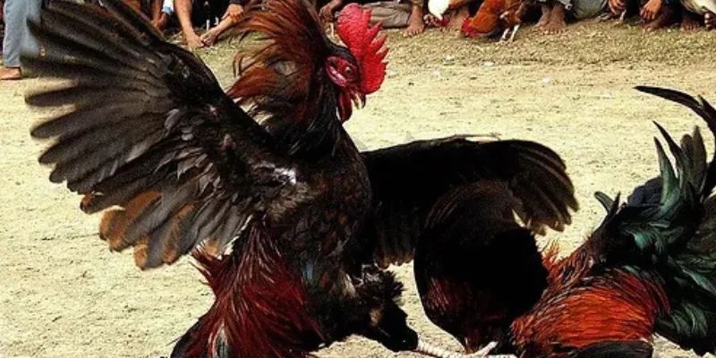 Biết cách quản lý vốn đúng đắn khi chơi gà chiến 33win