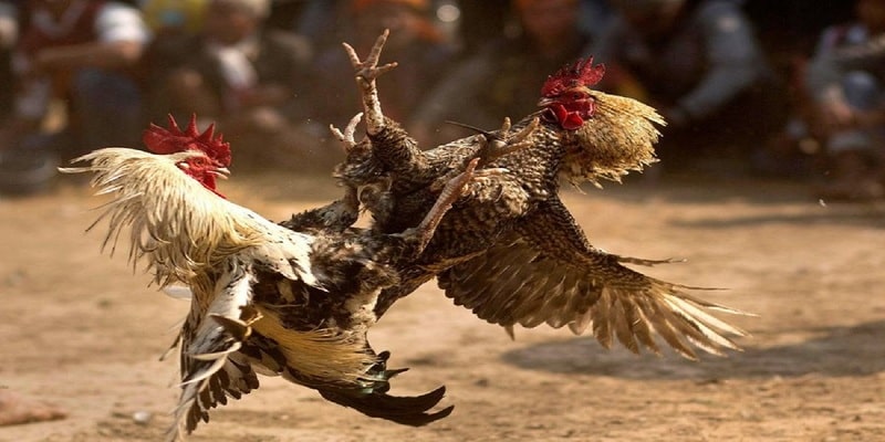 Cách chăm sóc gà đá đẹp luôn sung mãn