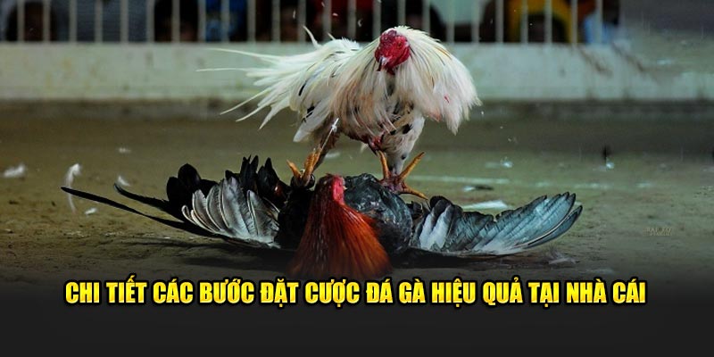 Chi tiết các bước đặt cược đá gà hiệu quả tại nhà cái
