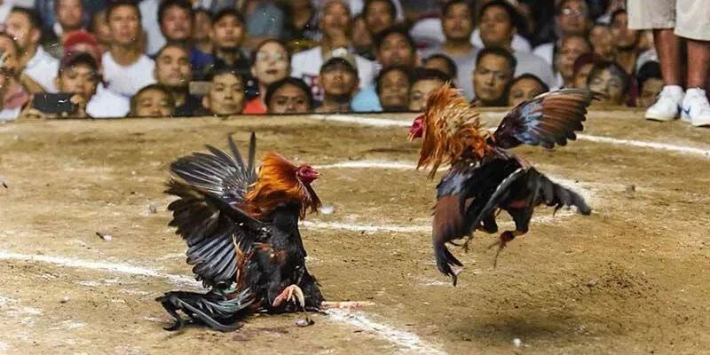 Gà chiến 33win được nhiều người chú ý