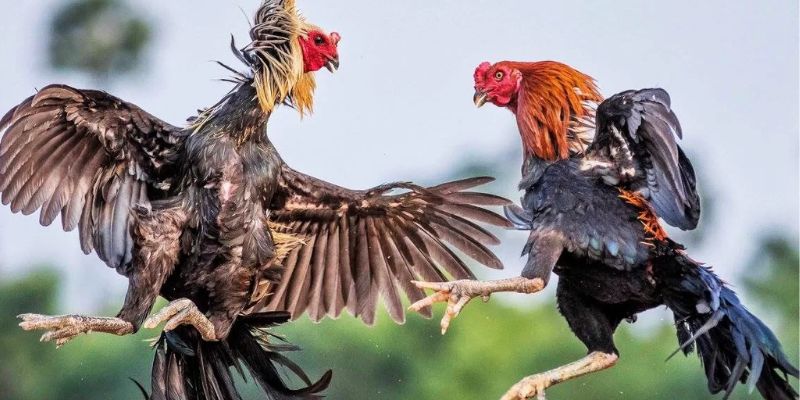 Hướng dẫn cá cược chọi gà trực tuyến 33win hiệu quả nhất