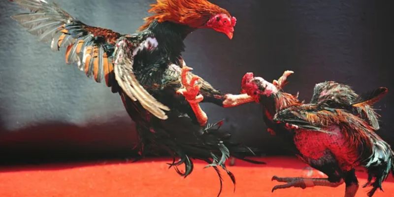 Không khí náo nhiệt chân thực