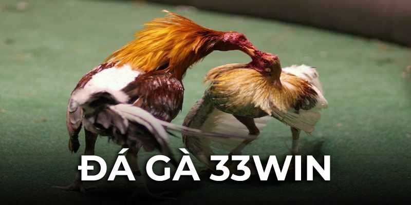 Sơ lược thông tin về hình thức kèo đá gà 33win
