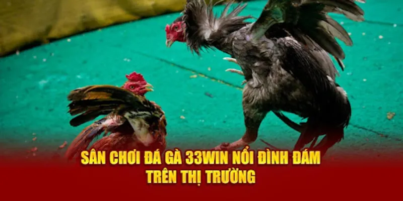 Trải nghiệm cược đá gà trực tuyến đỉnh cao tại nhà cái
